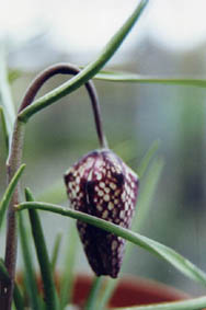 Fritillaria meleagris